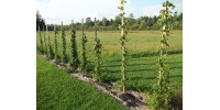 1st year hop plants - Orders of 300 and more